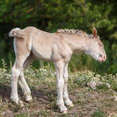 Tinker Lindbergs Special Dream