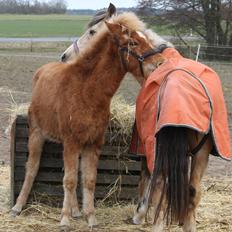 Islænder Leví fra Liselund
