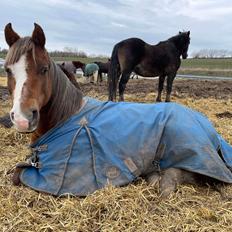 Anden særlig race Minagetzo 