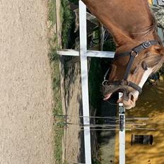 Anden særlig race Minagetzo 