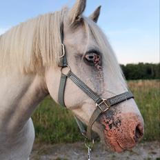 Anden særlig race Snowball 
