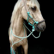 Anden særlig race Keldbæksgaard's Holger