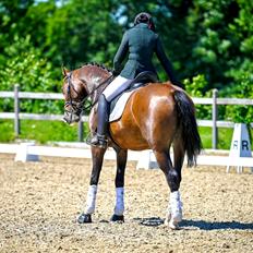 Hollandsk Varmblod Nilane (Niels)