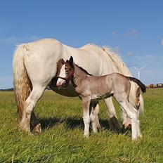 Irish Cob Crossbreed Phantom's feline