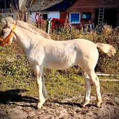 Fjordhest Hermionie af karhusgård