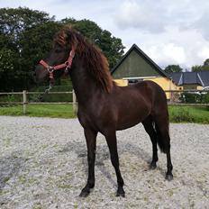 Islænder Vikivaki fra Østervang 