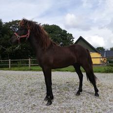 Islænder Vikivaki fra Østervang 