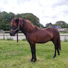 Islænder Garpur fra Østervang 