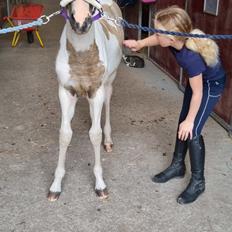 Anden særlig race Jertrum's Spicy Peanutbutter