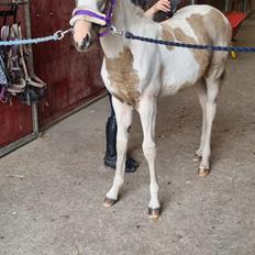 Anden særlig race Jertrum's Spicy Peanutbutter