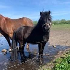 Anden særlig race Sandy