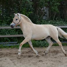 Fjordhest Ellegaards Trofæ