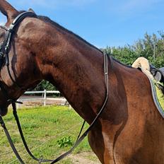 Anden særlig race Dancing clara