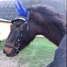 Dansk Varmblod Digtergårdens Picasso