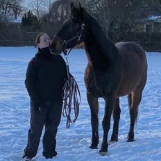 Dansk Varmblod Digtergårdens Picasso