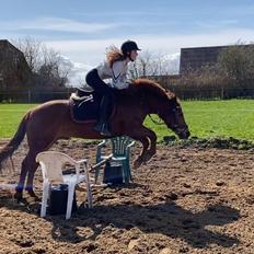 Tysk Sportspony Pyrus