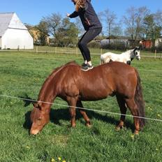 Tysk Sportspony Pyrus