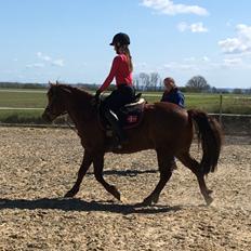 Tysk Sportspony Pyrus