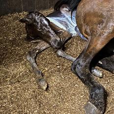 DSP R.N. Amazing Cherry (solgt)