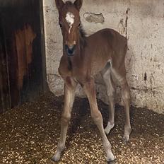 DSP R.N. Amazing Cherry (solgt)