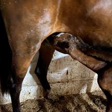 DSP R.N. Amazing Cherry (solgt)