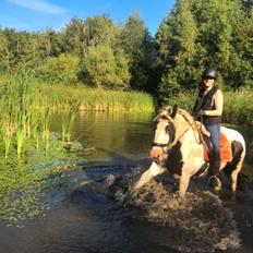Irish Cob Luna ( Surprice Of Survivor)