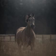 Anden særlig race Michelangelo