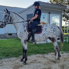 Knabstrupper HOLBÆKS THALULLAH