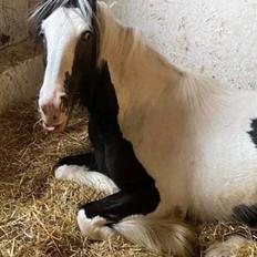 Tinker Lyderholm's Annabell