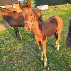 Anden særlig race Garmin