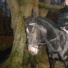 New Forest Queenshill Savannah