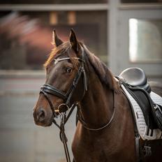 Knabstrupper Ingemanns Tahiti