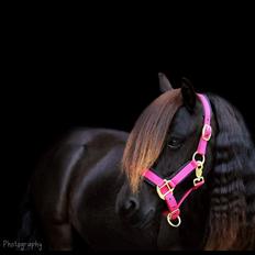 Shetlænder Dalbo’s Ariel (Diaz)