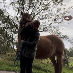 Anden særlig race | Odin 