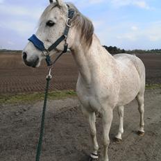 Anden særlig race Fakhir e'jaaz