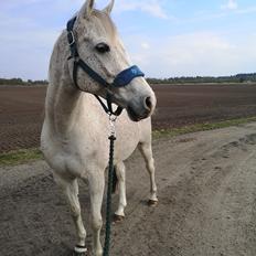 Anden særlig race Fakhir e'jaaz