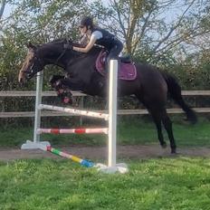 Fuldblod (XX) Ametyst (Tysse)