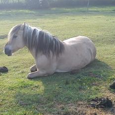Anden særlig race Fresia