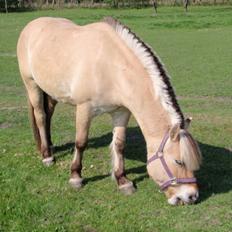 Anden særlig race Fresia