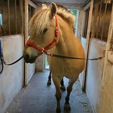 Anden særlig race Fresia