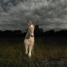 Barockpinto Egelys Sir Rickon