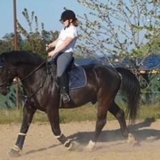 Schweres Warmblut Grønbæks Elmo