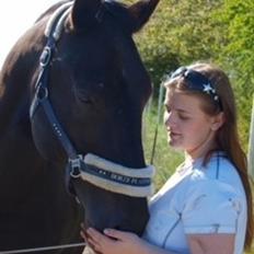 Schweres Warmblut Grønbæks Elmo