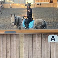 Irish Cob Nydal's Snowman
