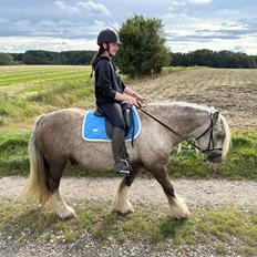 Irish Cob Nydal's Snowman