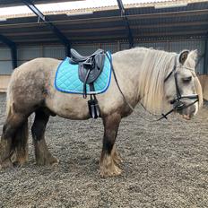 Irish Cob Nydal's Snowman