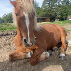 Islænder Sunna tøndborg