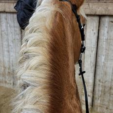 Haflinger Tottrupgaards Bellis