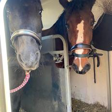 Gelderland Marjolein