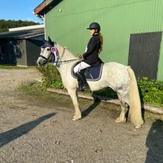 Irish Cob Crossbreed Vs. the flying dutchmann